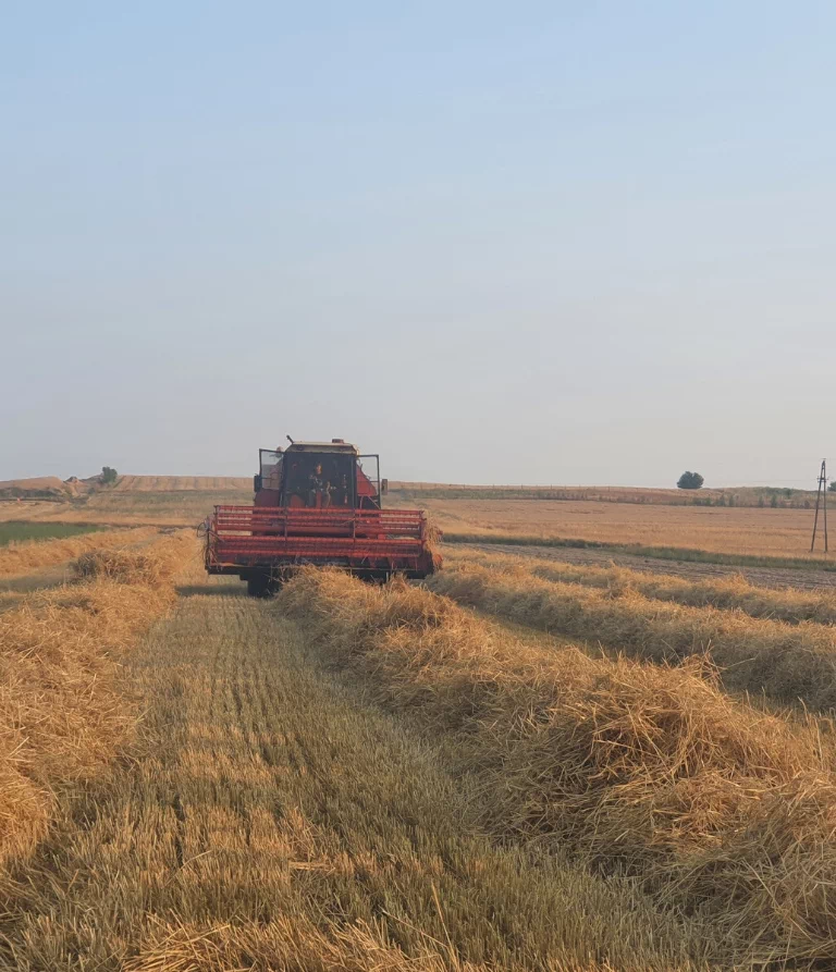 koszenie na ziarno traw, zbóż, kukurydzy